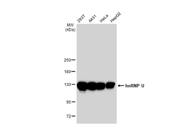 Anti-hnRNP U antibody [GT1242] used in Western Blot (WB). GTX02839