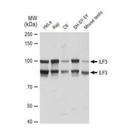Anti-ILF3 antibody [GT1247] used in Western Blot (WB). GTX02844