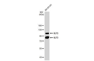 Anti-ILF3 antibody [GT1247] used in Western Blot (WB). GTX02844