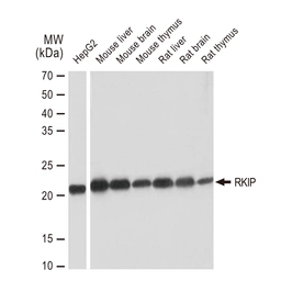 Anti-RKIP antibody [GT1249] used in Western Blot (WB). GTX02846