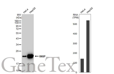 Anti-RKIP antibody [GT1249] used in Western Blot (WB). GTX02846