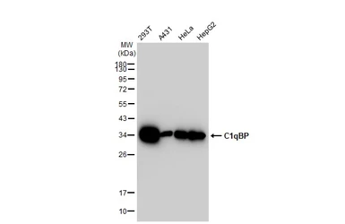 Anti-C1qBP antibody [GT1250] used in Western Blot (WB). GTX02847