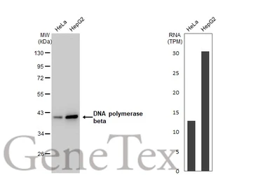 Anti-DNA polymerase beta antibody [GT1251] used in Western Blot (WB). GTX02848