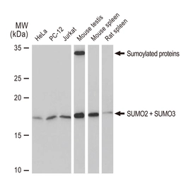 Anti-SUMO2 + SUMO3 antibody [GT1253] used in Western Blot (WB). GTX02850