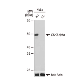 Anti-GSK3 alpha antibody [GT1264] used in Western Blot (WB). GTX02861