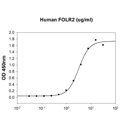 Human Folate Receptor beta protein, His tag. GTX02865-pro