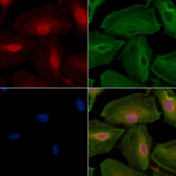 Anti-NRF2 (phospho Ser40) antibody used in Immunocytochemistry/ Immunofluorescence (ICC/IF). GTX02873