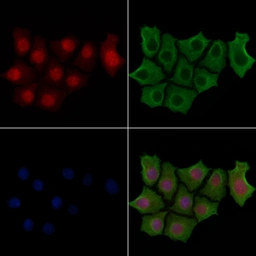 Anti-IRF3 (phospho Ser396) antibody used in Immunocytochemistry/ Immunofluorescence (ICC/IF). GTX02883