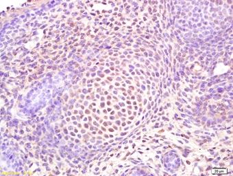 Anti-SP7 antibody used in IHC (Paraffin sections) (IHC-P). GTX02884