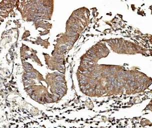 Anti-TAB2 antibody used in IHC (Paraffin sections) (IHC-P). GTX02891