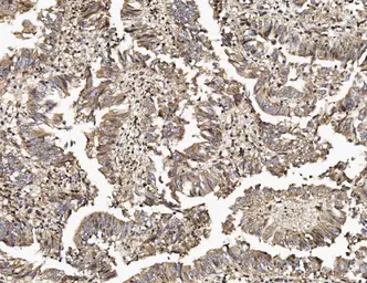 Anti-TAB2 antibody used in IHC (Paraffin sections) (IHC-P). GTX02891