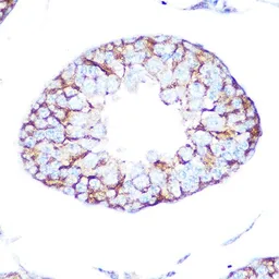 Anti-mAChR M2 antibody [GT1272] used in IHC (Paraffin sections) (IHC-P). GTX03184