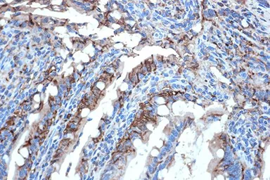 Anti-FABP2 antibody [GT1280] used in IHC (Paraffin sections) (IHC-P). GTX03192