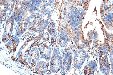Anti-FABP2 antibody [GT1280] used in IHC (Paraffin sections) (IHC-P). GTX03192