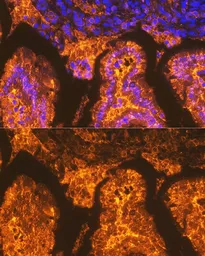 Anti-FABP2 antibody [GT1280] used in IHC (Paraffin sections) (IHC-P). GTX03192