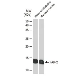Anti-FABP2 antibody [GT1280] used in Western Blot (WB). GTX03192