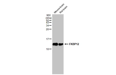 Anti-FKBP12 antibody [GT1281] used in Western Blot (WB). GTX03193