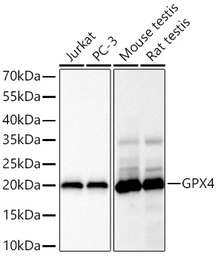 Anti-GPX4 antibody [GT1282] used in Western Blot (WB). GTX03194