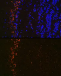 Anti-GluR2 antibody [GT1283] used in IHC (Paraffin sections) (IHC-P). GTX03195
