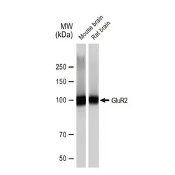 Anti-GluR2 antibody [GT1283] used in Western Blot (WB). GTX03195