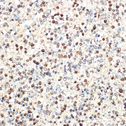 Anti-SHIP1 antibody [GT1287] used in IHC (Paraffin sections) (IHC-P). GTX03199