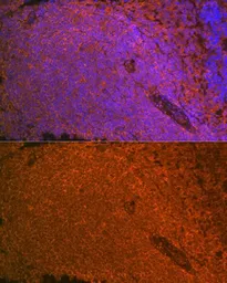 Anti-SHIP1 antibody [GT1287] used in IHC (Paraffin sections) (IHC-P). GTX03199
