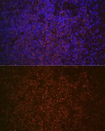 Anti-SHIP1 antibody [GT1287] used in IHC (Paraffin sections) (IHC-P). GTX03199