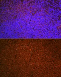 Anti-SHIP1 antibody [GT1287] used in IHC (Paraffin sections) (IHC-P). GTX03199