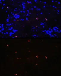Anti-Lysozyme antibody [GT1290] used in IHC (Paraffin sections) (IHC-P). GTX03202