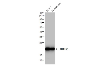 Anti-MTCO2 antibody [GT1293] used in Western Blot (WB). GTX03205