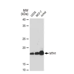 Anti-MTH1 antibody [GT1294] used in Western Blot (WB). GTX03206