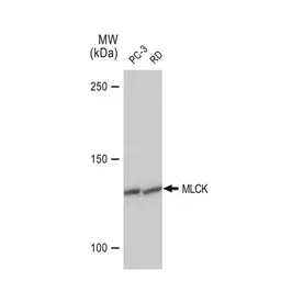 Anti-MLCK antibody [GT1296] used in Western Blot (WB). GTX03208