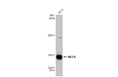 Anti-MLCK antibody [GT1296] used in Western Blot (WB). GTX03208
