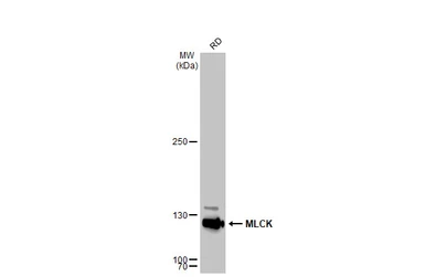 Anti-MLCK antibody [GT1296] used in Western Blot (WB). GTX03208