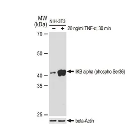 Anti-IKB alpha (phospho Ser36) antibody [GT1298] used in Western Blot (WB). GTX03210
