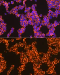 Anti-Oncostatin M antibody [GT1300] used in Immunocytochemistry/ Immunofluorescence (ICC/IF). GTX03212