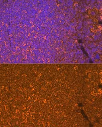 Anti-Oncostatin M antibody [GT1300] used in IHC (Paraffin sections) (IHC-P). GTX03212