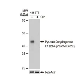 Anti-Pyruvate Dehydrogenase E1 alpha (phospho Ser293) antibody [GT1301] used in Western Blot (WB). GTX03213