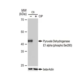 Anti-Pyruvate Dehydrogenase E1 alpha (phospho Ser293) antibody [GT1301] used in Western Blot (WB). GTX03213