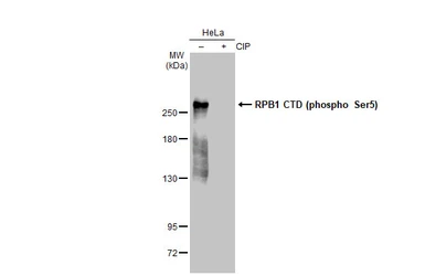 Anti-RPB1 CTD (phospho Ser5) antibody [GT1303] used in Western Blot (WB). GTX03215
