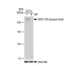 Anti-RPB1 CTD (phospho Ser5) antibody [GT1303] used in Western Blot (WB). GTX03215