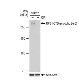 Anti-RPB1 CTD (phospho Ser5) antibody [GT1303] used in Western Blot (WB). GTX03215