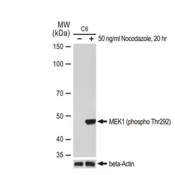 Anti-MEK1 (phospho Thr292) antibody [GT1306] used in Western Blot (WB). GTX03218
