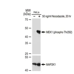 Anti-MEK1 (phospho Thr292) antibody [GT1306] used in Western Blot (WB). GTX03218