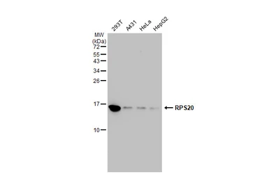 Anti-RPS20 antibody [GT1310] used in Western Blot (WB). GTX03222