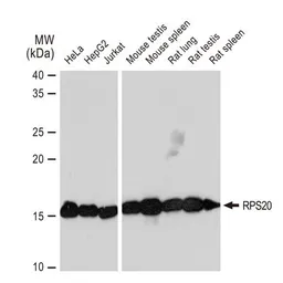 Anti-RPS20 antibody [GT1310] used in Western Blot (WB). GTX03222