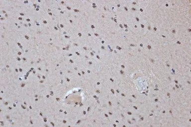 Anti-SFRS3 antibody [GT1312] used in IHC (Paraffin sections) (IHC-P). GTX03224