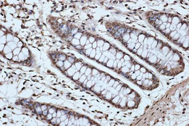 Anti-SFRS3 antibody [GT1312] used in IHC (Paraffin sections) (IHC-P). GTX03224