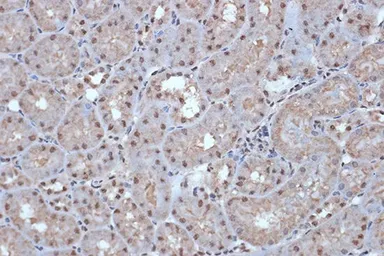 Anti-SFRS3 antibody [GT1312] used in IHC (Paraffin sections) (IHC-P). GTX03224