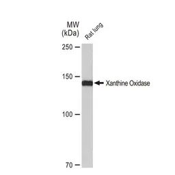 Anti-Xanthine Oxidase antibody [GT1319] used in Western Blot (WB). GTX03231